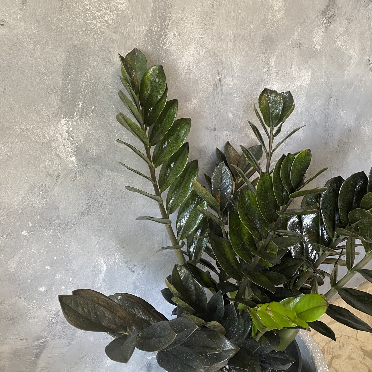 観葉植物のお悩み解決します 育成方法や観葉植物のトラブルなどなんでも解決致します！ イメージ1