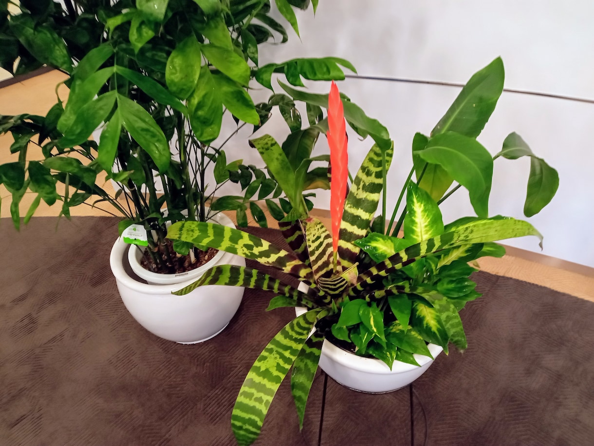 観葉植物を元気に育てる方法を基本からお教えします 育てる喜びを分かち合えたら嬉しいです イメージ2