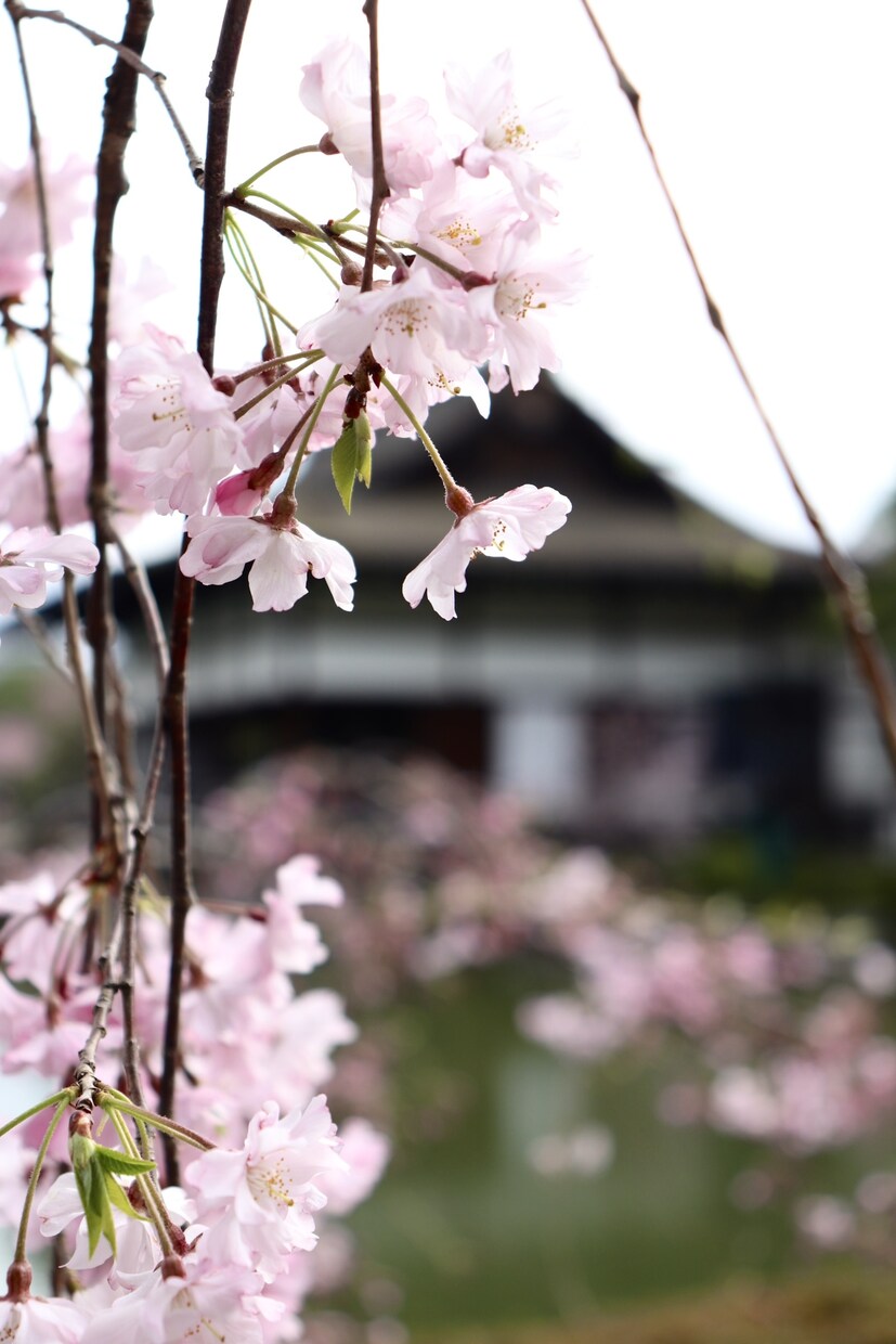 四季折々の風景をお届けします 四季折々の植物、風景や神社などの写真を提供します イメージ1