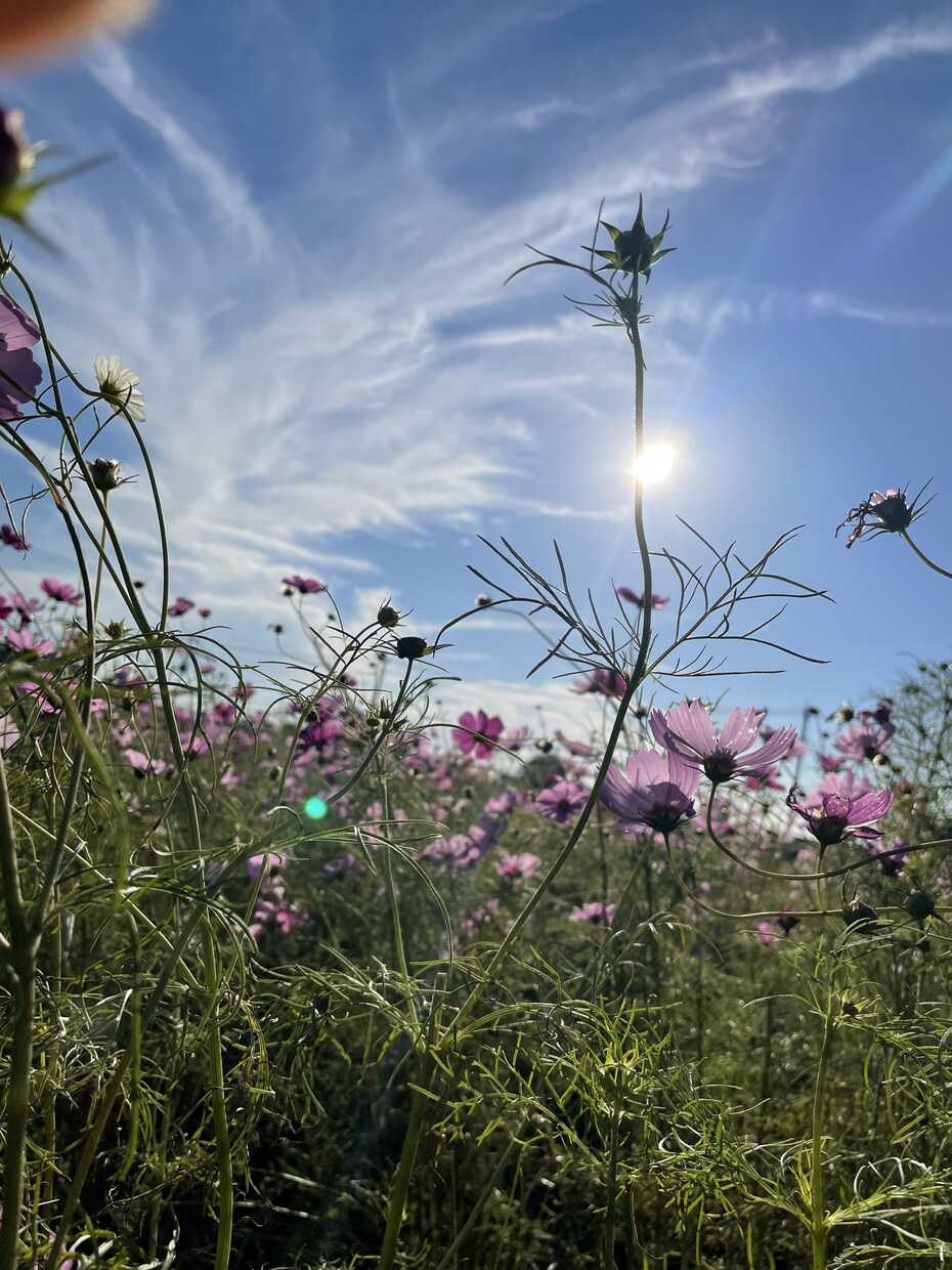 写真の提供をします オリジナルの写真で個性を出そう イメージ4