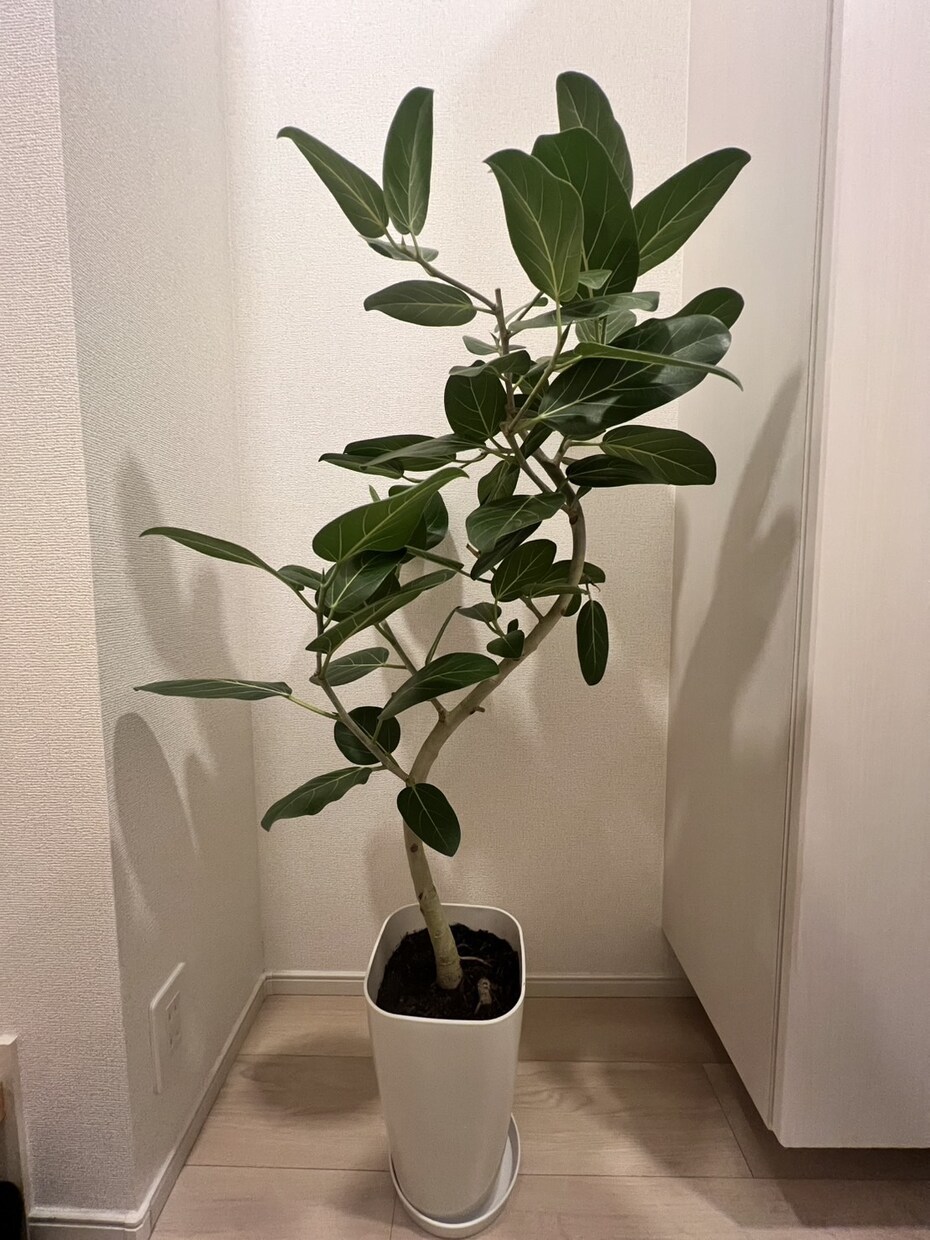 あなたの空間に合う観葉植物を選定・提案いたします お部屋やお庭の植物の種類・置き場所・鉢までご提案します イメージ3