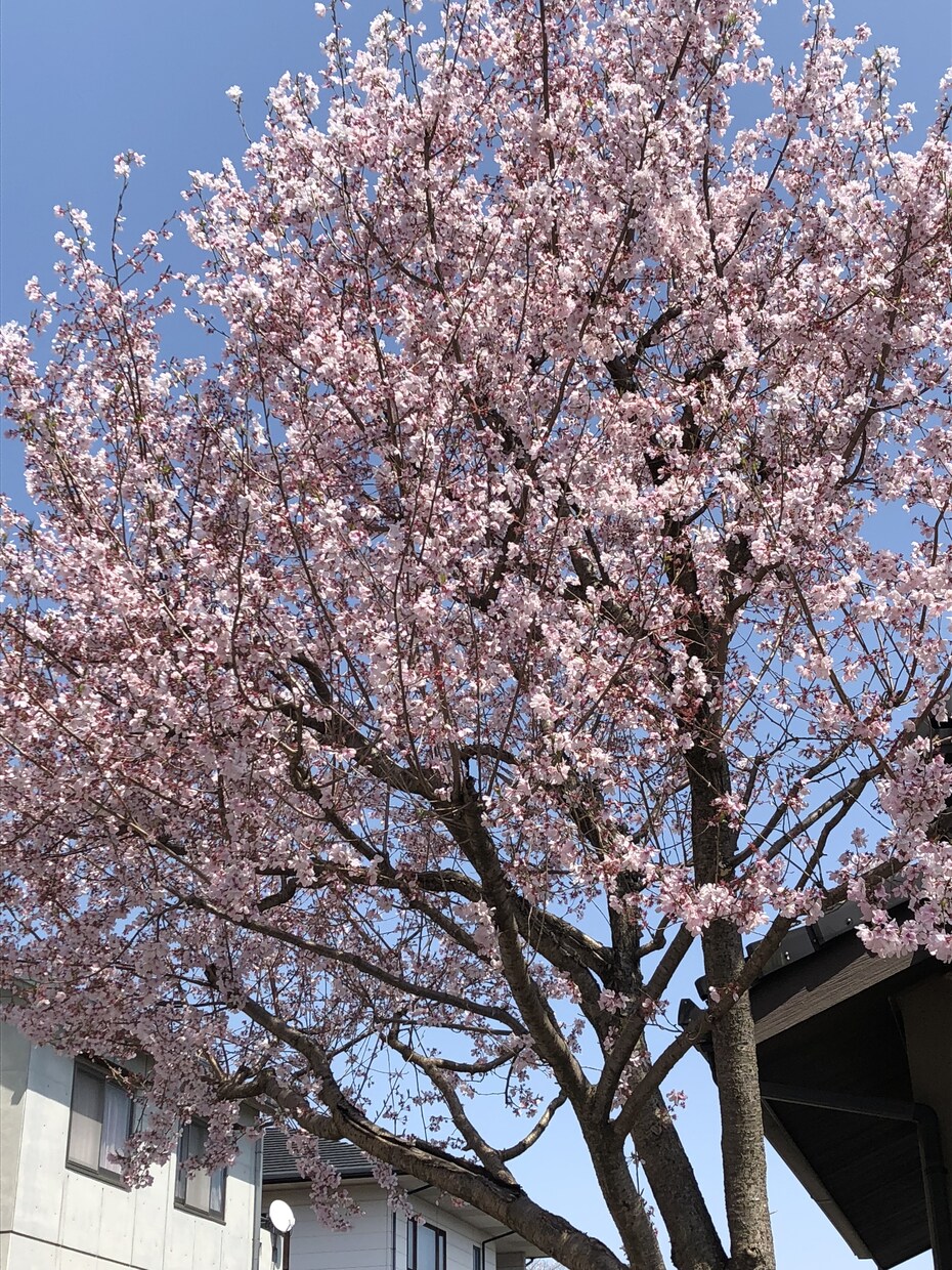 お食事を見てコメントします 普段の食事を教えてもらい、不足している栄養素などを提案します イメージ1