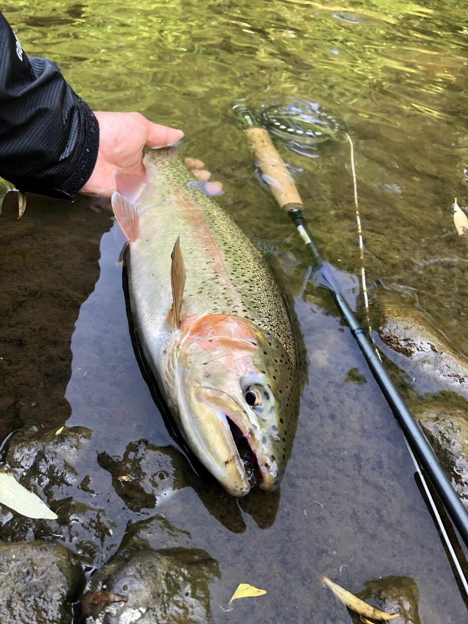 虹鱒 【釣り】 北海道の虹鱒をフライで狙う！ます ワイルドレインボー ハンティングメソッド イメージ1