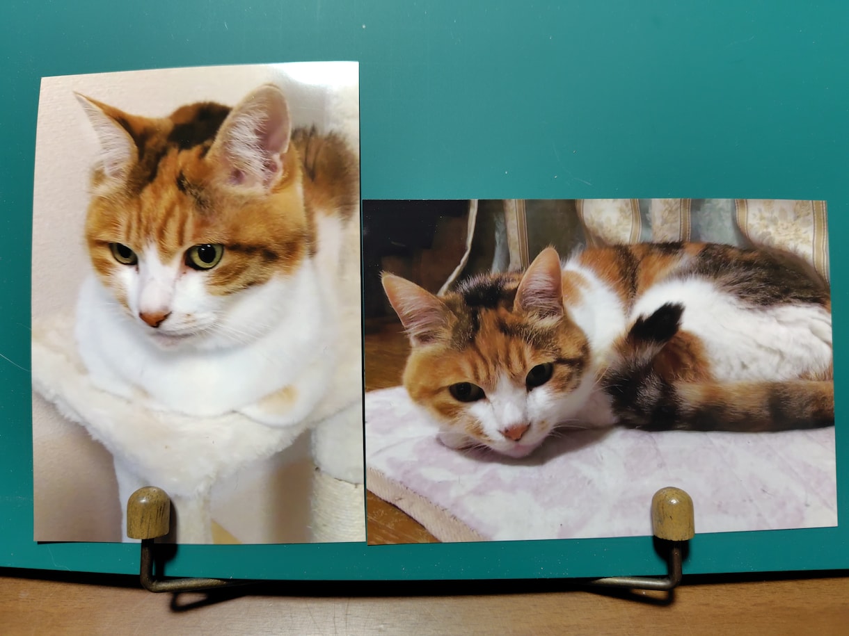 猫ちゃん専門！リアル手描き水彩の肖像画ですます 渾身丁寧に描き込む透明水彩画による唯一の原画をお届けします イメージ3
