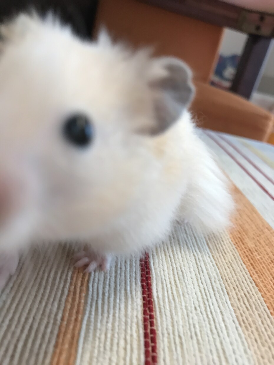 ハムスターのお世話方法教えます 可愛いはむちゃんが少しでも過ごしやすいように✨ イメージ1