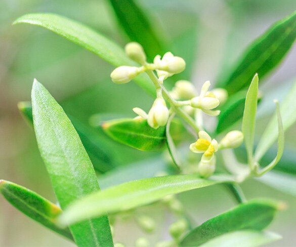 今の感情を癒すフラワーレメディを選びます 自然の中で育った植物のエネルギーで心を癒してみませんか？ イメージ4