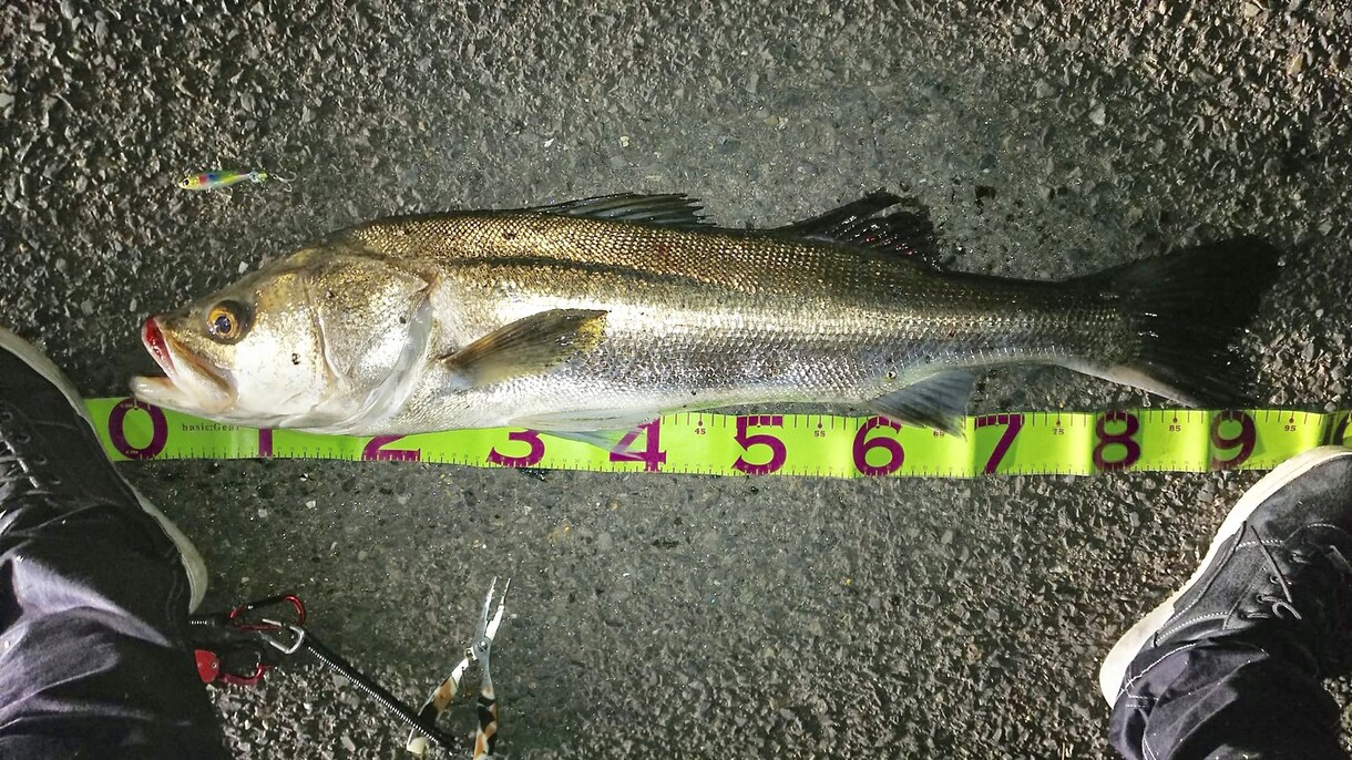 デジタル魚拓作成します 釣った魚の写真からデジタル魚拓を作成。携帯で保存可能 イメージ4