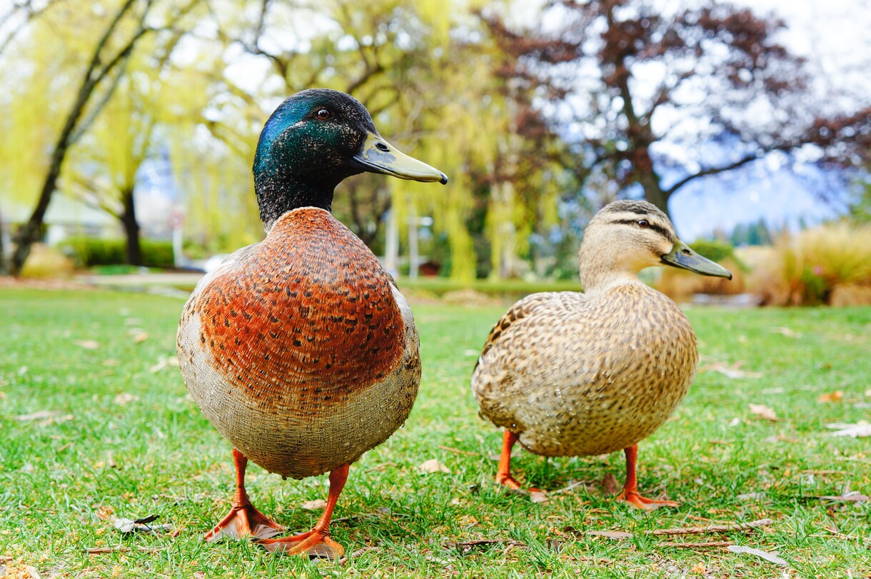 愛するペットのお写真を可愛く撮影します データだけでなくフォトアルバムもセットでお渡しします！ イメージ6