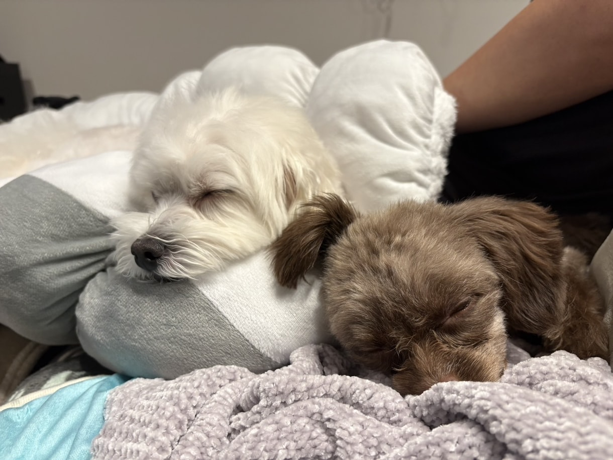 ワンちゃん２匹目飼うの迷ってる方相談乗ります 「2匹目を迎えたけど、これで大丈夫？」多頭飼いの悩みを解消 イメージ3