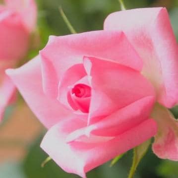 今年もしくは来年についての情報をお伝えします 数秘術とオラクルで導く｜一年の流れと開運テーマ イメージ7