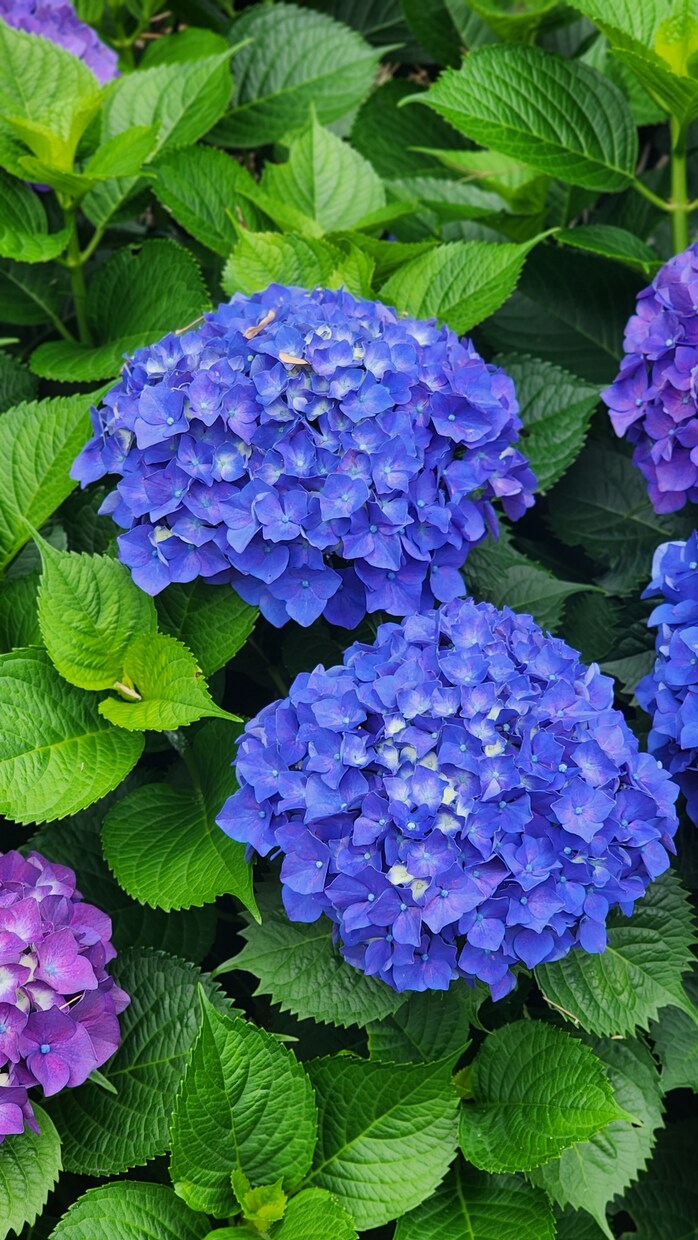 お花などを中心的に撮ってます 道端の花も野花であれば雑草でもある イメージ2