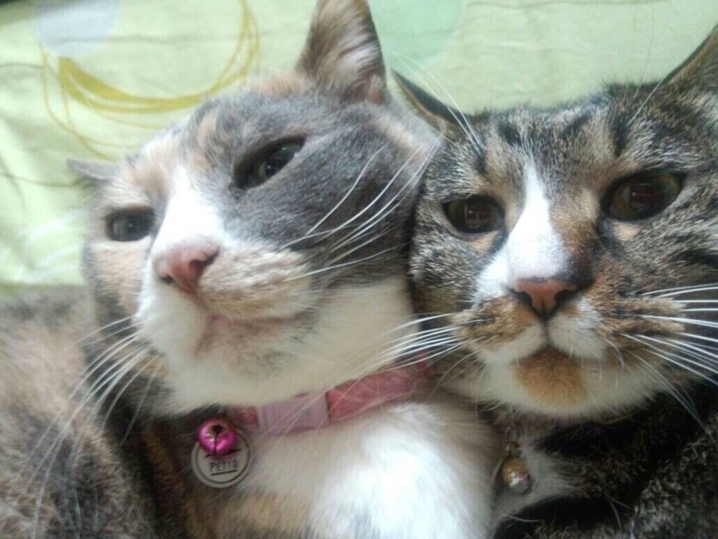 現役動物看護師が、ペットロスのご相談に乗ります 大切なご家族を亡くしたお気持ちを私におきかせください。 イメージ1