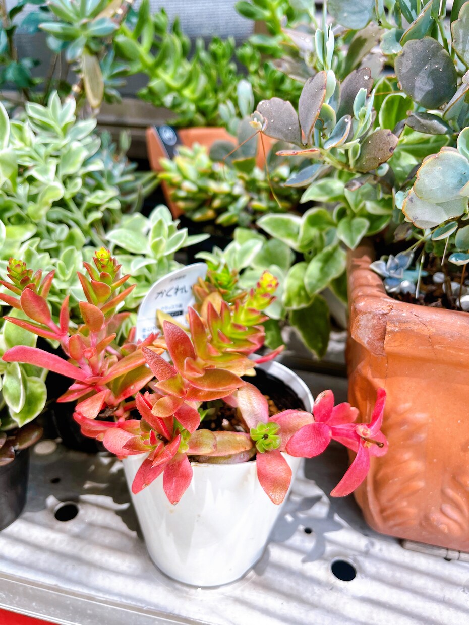 多肉植物の寄せ植え、お届けします 自家製多肉植物、管理方法とともにお届けします！ イメージ1