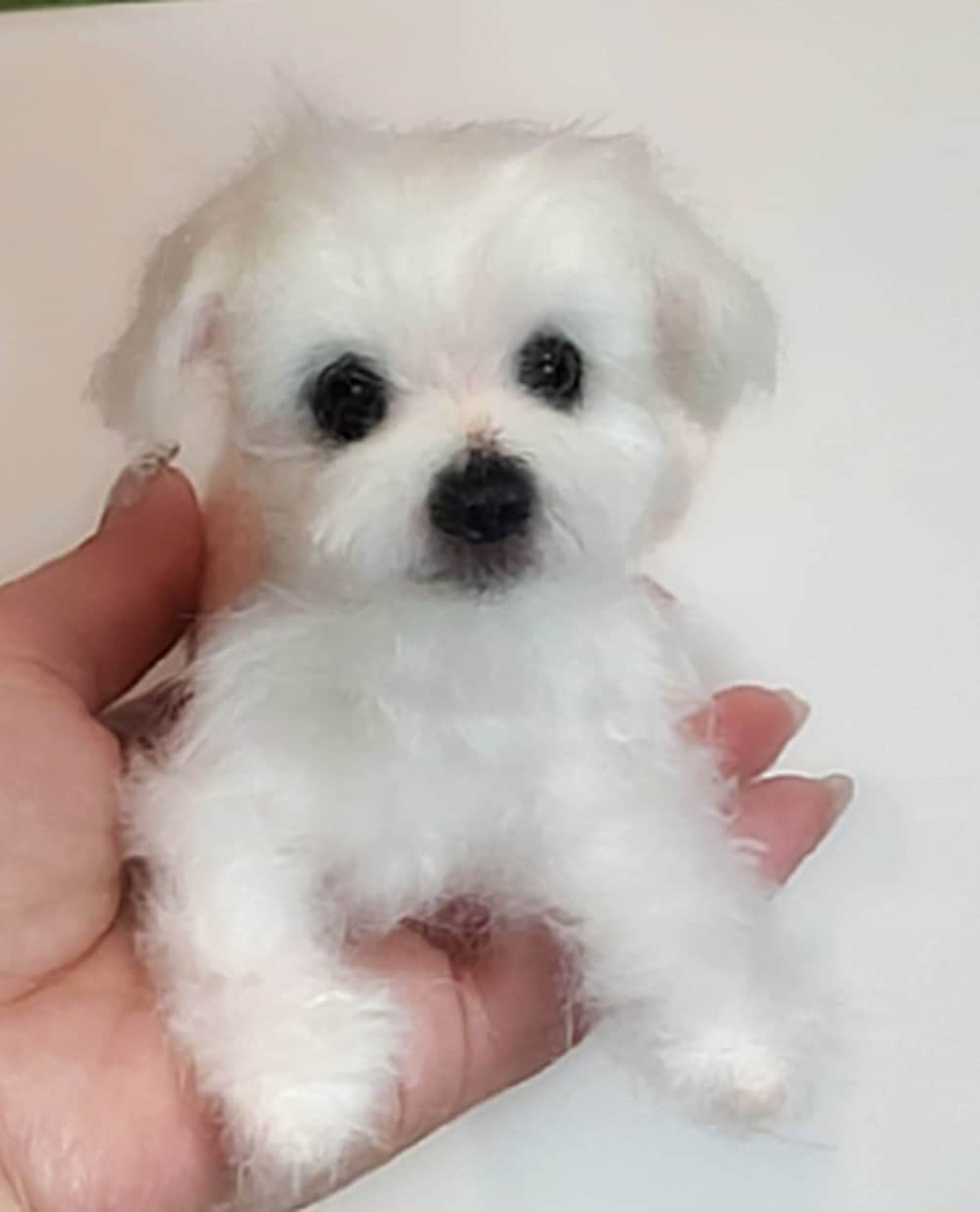 大切な愛犬さんをお作りします 世界にたった一つ♡うちのコ羊毛フェルト♡ イメージ2