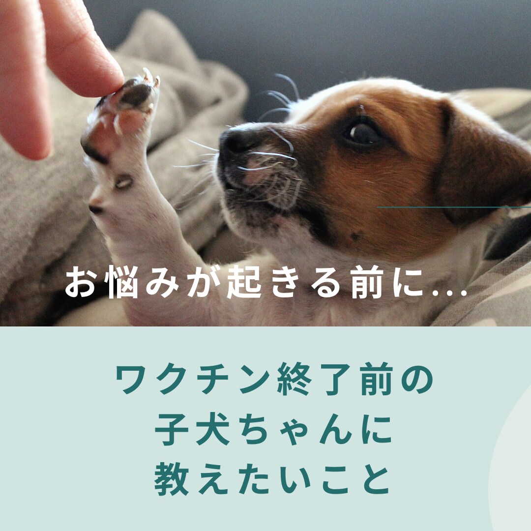 ワクチン前の子犬に教えたいことアドバイス致します はじめてワンちゃんを飼われた方にオススメ イメージ1