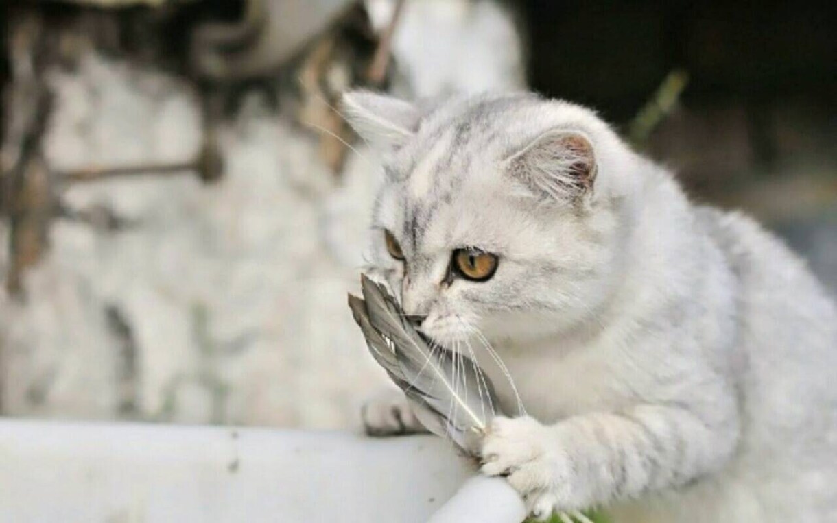 家族としての動物(爬虫類以外)の気持ちをみます ◇アニマルコミュニケーション◇犬猫のきもち◇ イメージ1