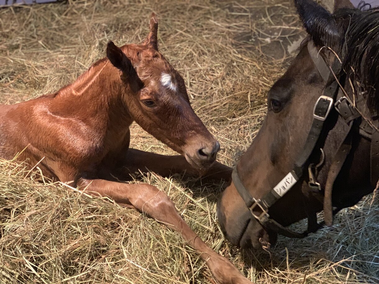 競馬初心者に馬券の買い方教えます 競馬を最近始めたけど当たらない！っていう方でもOKです！ イメージ5