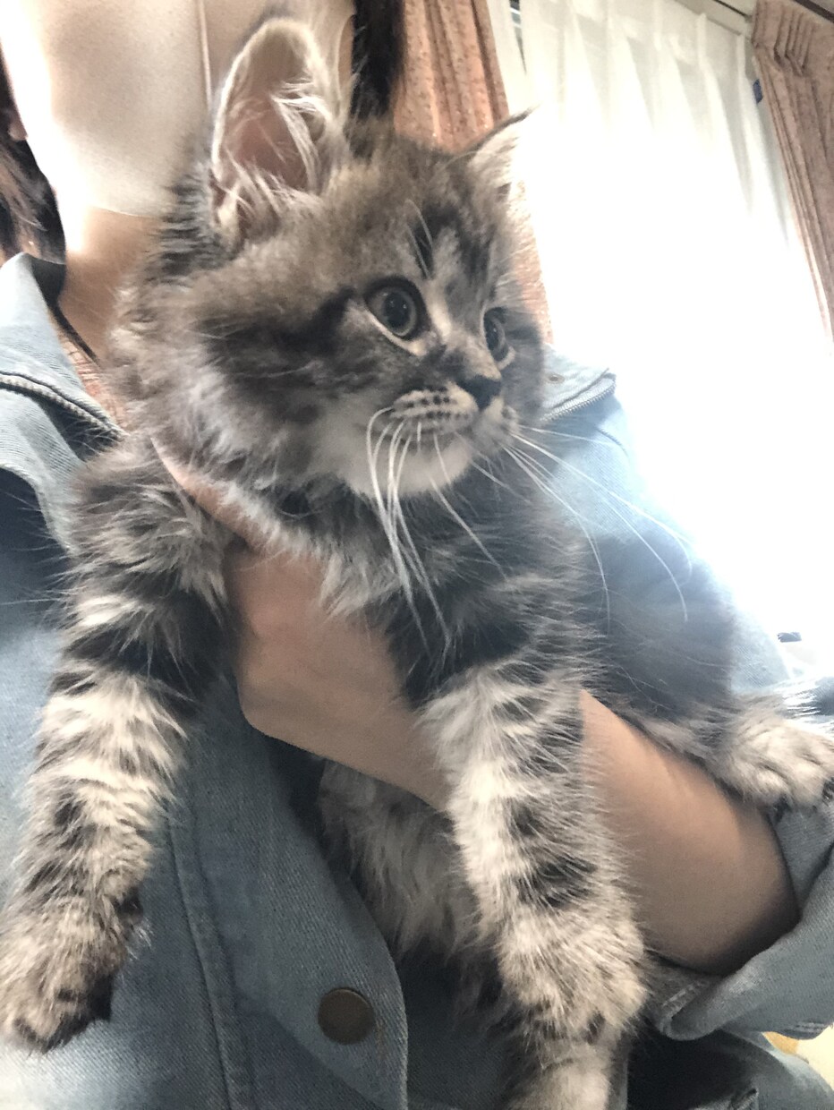 犬・猫の飼い方や育て方講座アドバイス致します 何処から迎えて、どう育てるのか、命を迎えるからこそプロと勉強 イメージ4
