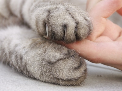 貴方のトーテムアニマル（守護動物）をお伝えします トーテムアニマルを知ることで貴方の人生や生活を豊かに。 イメージ1