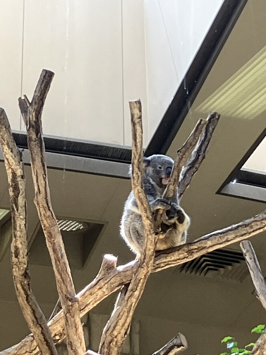 可愛い動物を見て癒やされます あなた用可愛い動物写真を提供します。 イメージ3