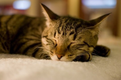 「なぜ、眠れない！？途中で目が覚めるのか！？」あなたの不眠には、きちんと理由があります！ イメージ1