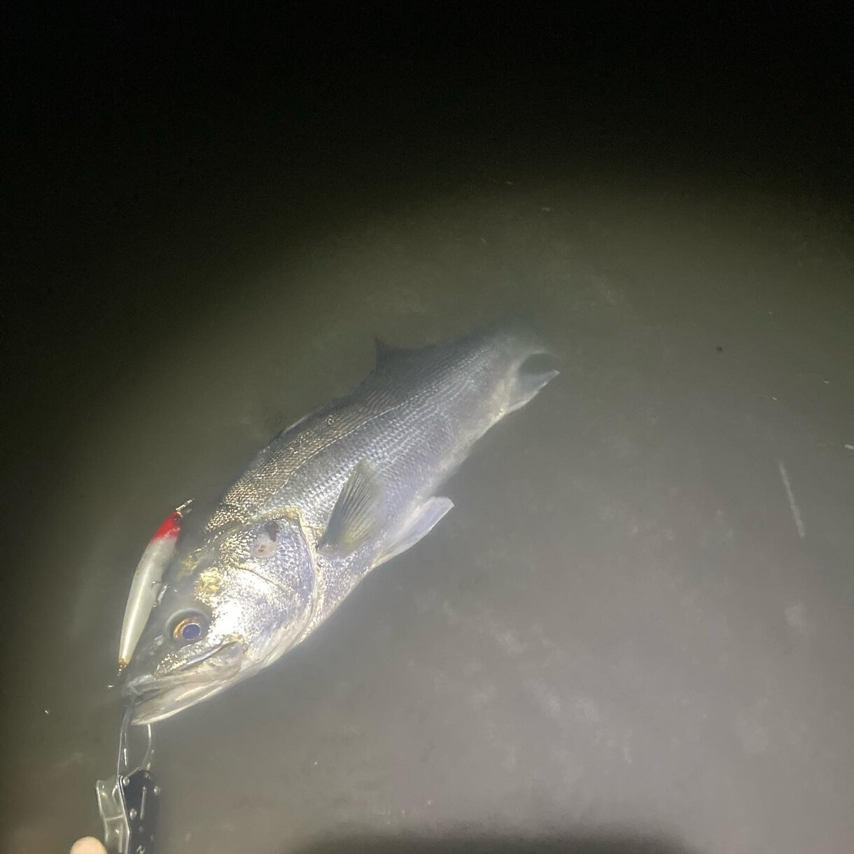 失敗しない最初の釣具選びと基礎アドバイスしますます 現役アングラーが優しく教える！初心者専門の釣りの相談室 イメージ1