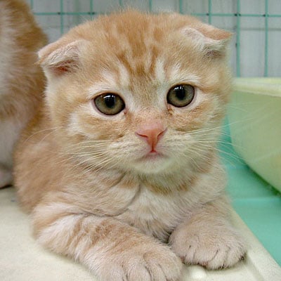 お客様にあったペットを考えます ペットを飼いたいけど どんな生き物がいいか悩んでる人に！ イメージ1