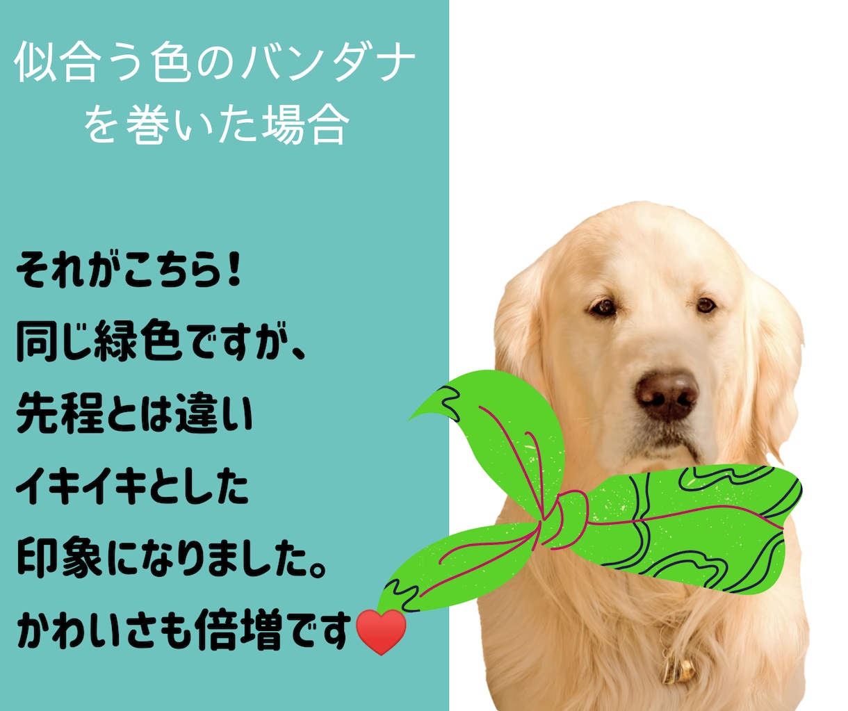 ペットのパーソナルカラー(似合う色)を診断します あなたの愛犬・愛猫をもっと素敵に！色のプロにお任せください イメージ3