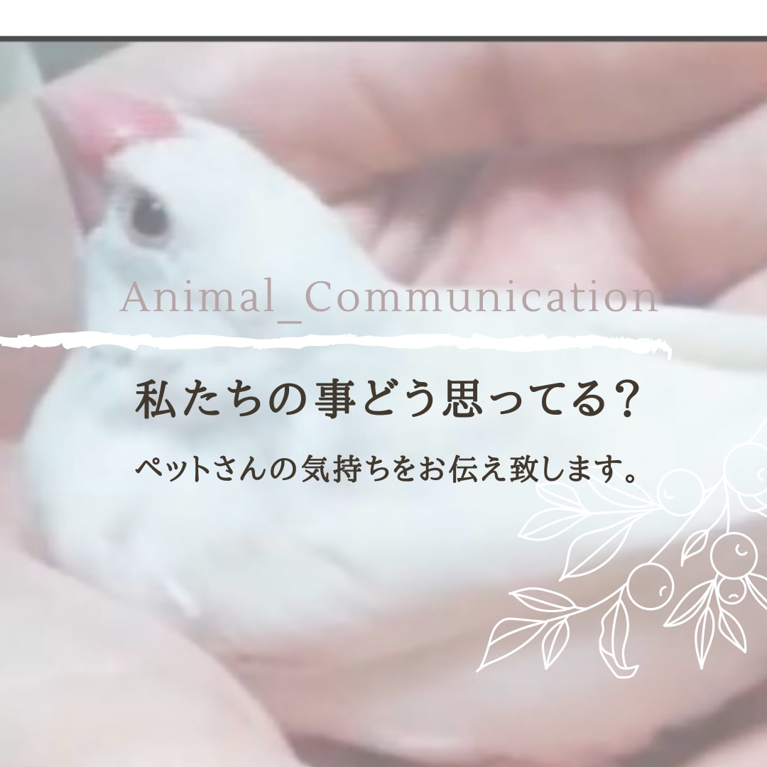 アニマルコミュニケーションします ペットさんとお話♬.*ﾟ質問5個＆伝言(*´`) イメージ1