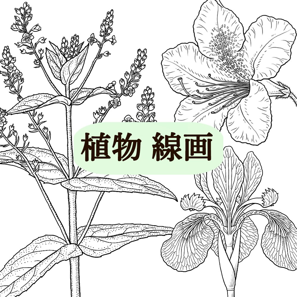 図鑑・教科書・教材のリアルなイラストを描きます 学術対応可能、教材・論文・専門書向けの正確な図版を提供します イメージ6