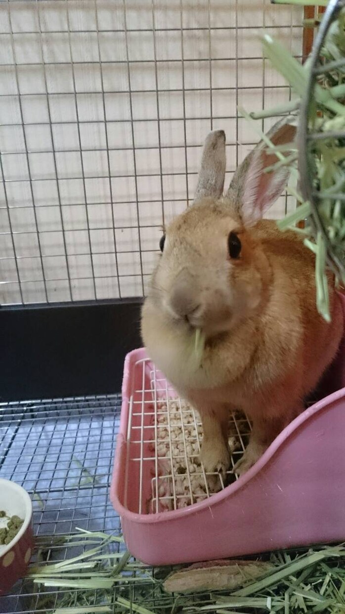 うさぎの体験談を聞きます 〜あなたの飼っているうさぎちゃんのエピソードを教えて下さい〜 イメージ1