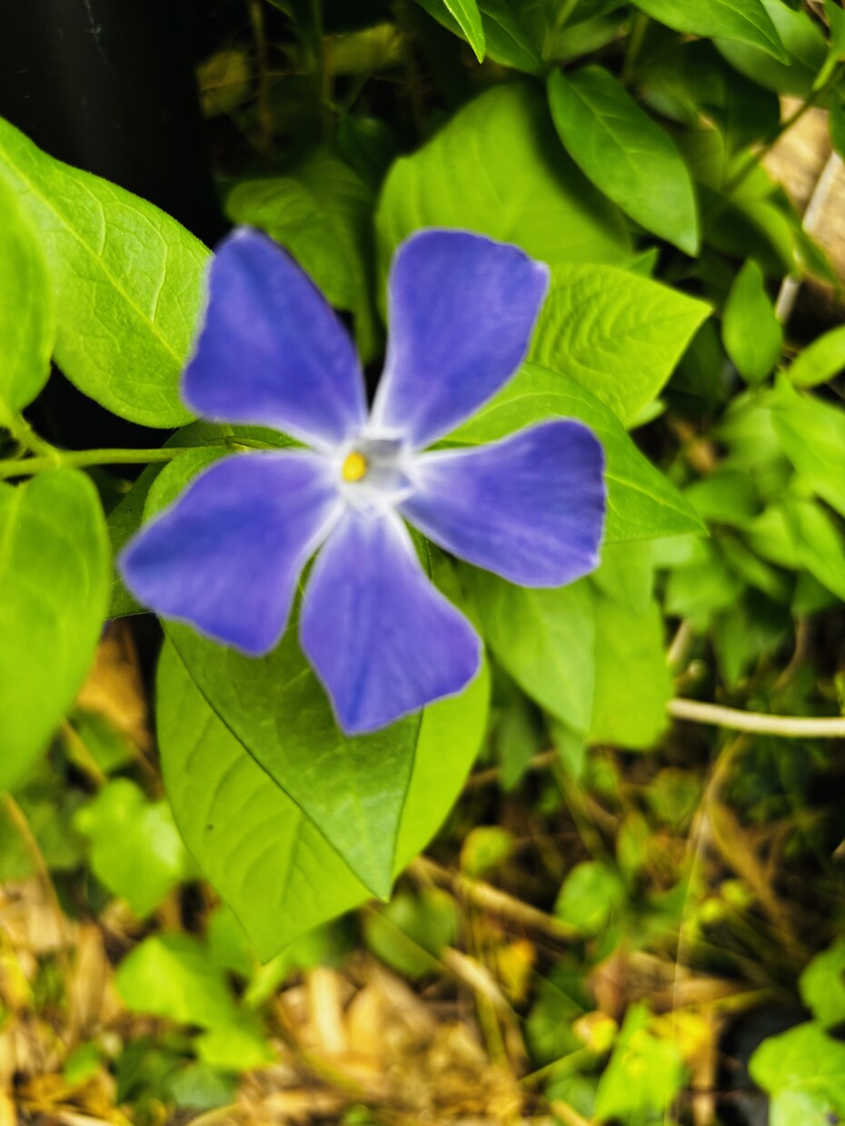 景色や花等、風景写真を撮っています 行けないところの景色を提供します。 イメージ2