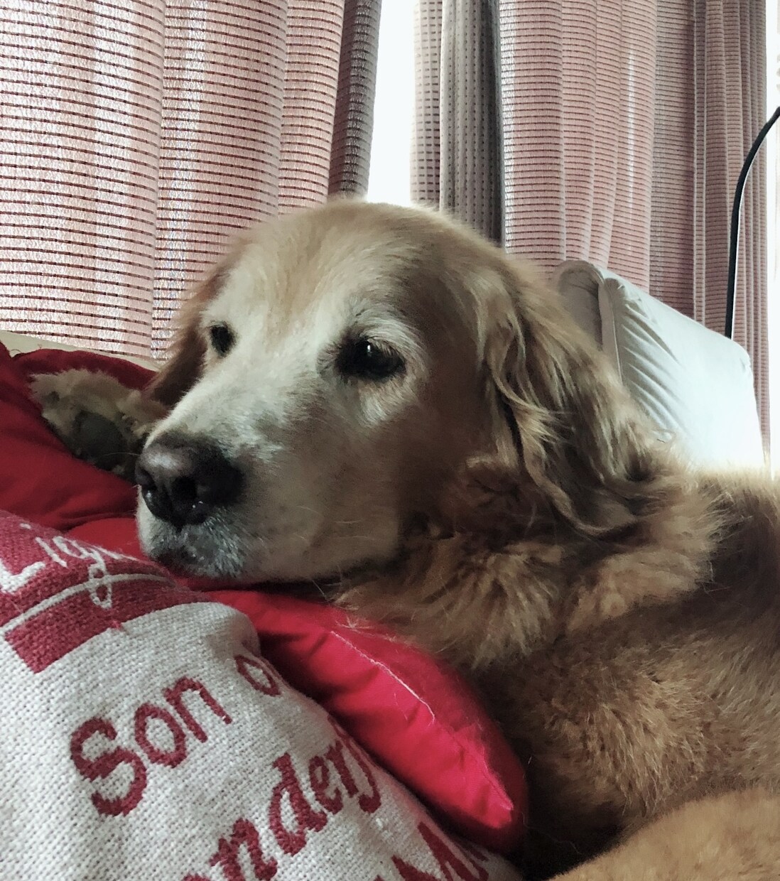 愛犬のこと何でも相談にのります 動物病院で6年間働いた愛玩動物看護が全力でサポートします！ イメージ3