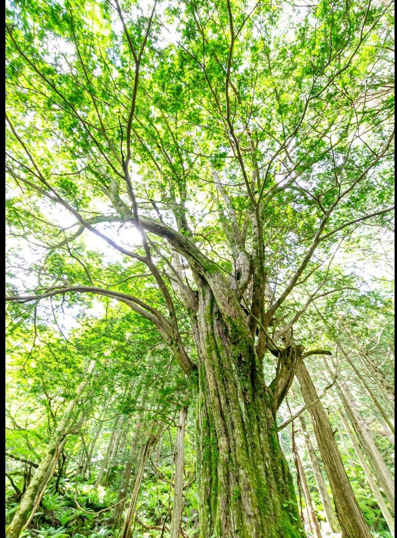 大切な人を亡くしたお気持ちに寄り添います 1人で抱え込まず沢山泣いて吐き出してみませんか？ イメージ1