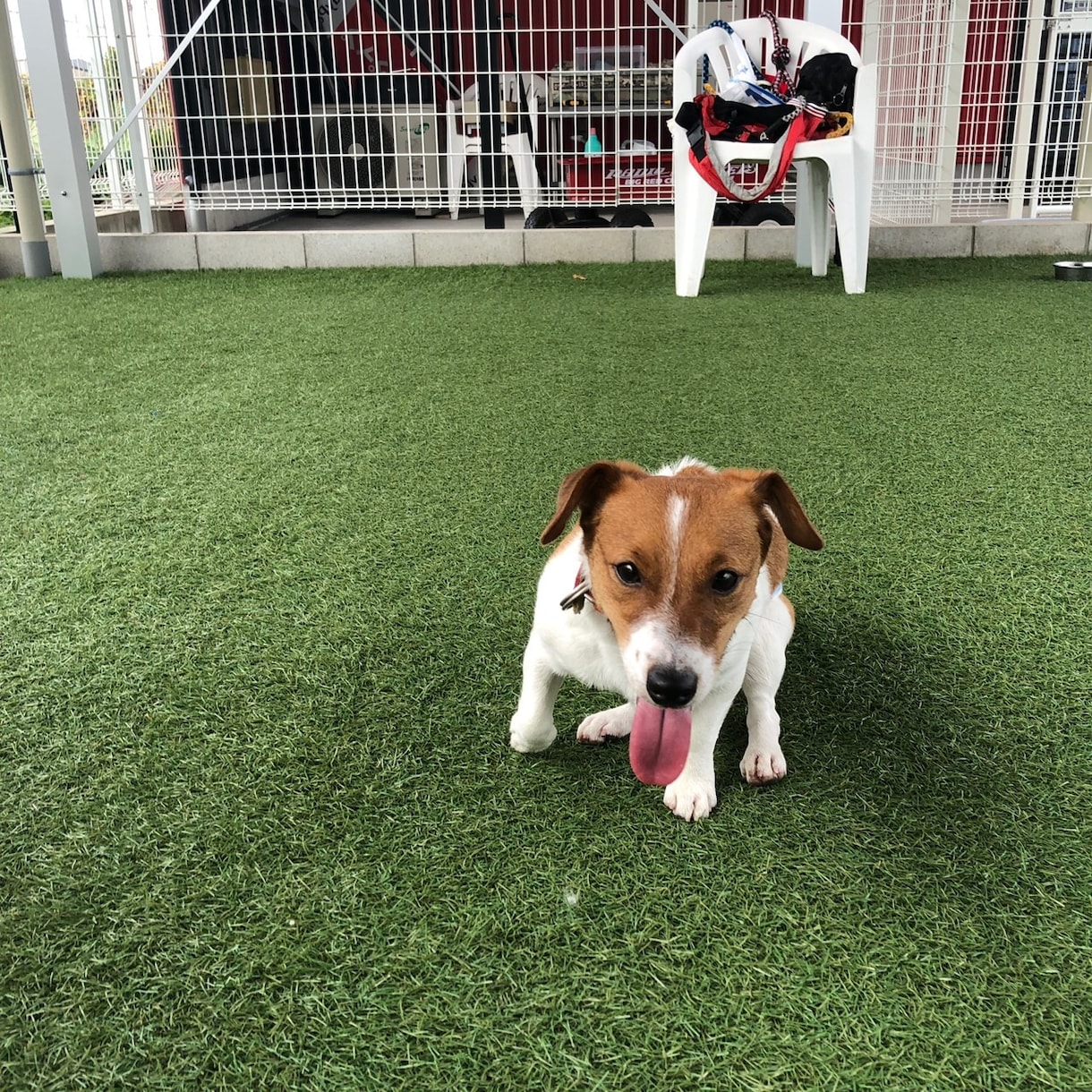 多頭飼い等犬の飼育悩み相談にのります ペット介護士資格あり。犬4匹飼ってます。 イメージ5
