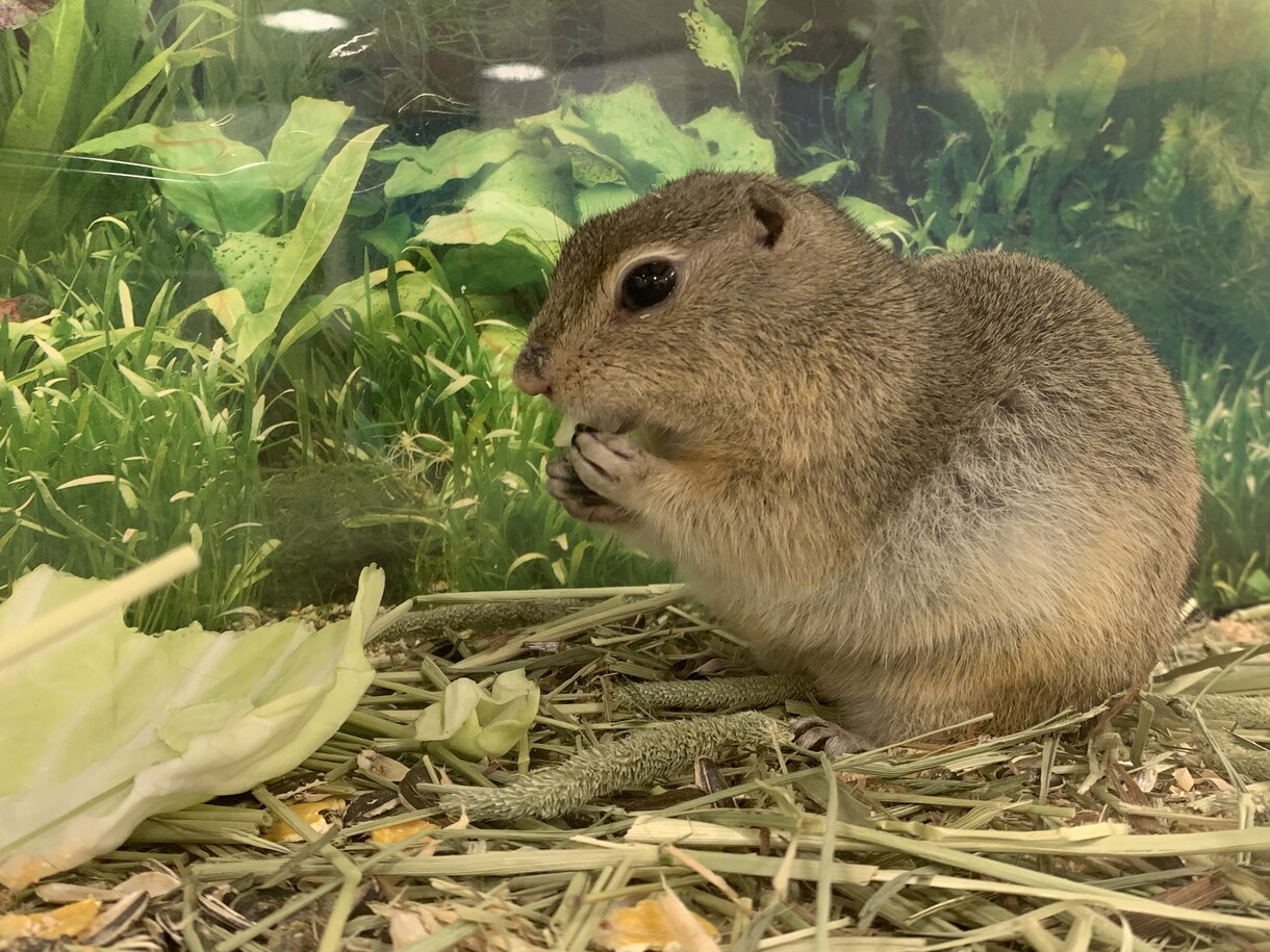 小動物、爬虫類、猛禽類などの飼育相談承ります 某個人営業の動物園での勤務経験から飼育のお悩み解決に導きます イメージ2