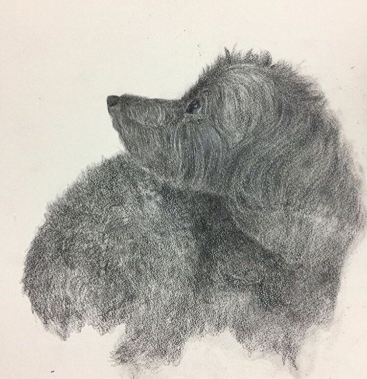 貴方の大切な家族の一員を描きます 愛犬、愛猫、愛魚、愛兎どんな動物でもお任せ下さい！ イメージ1