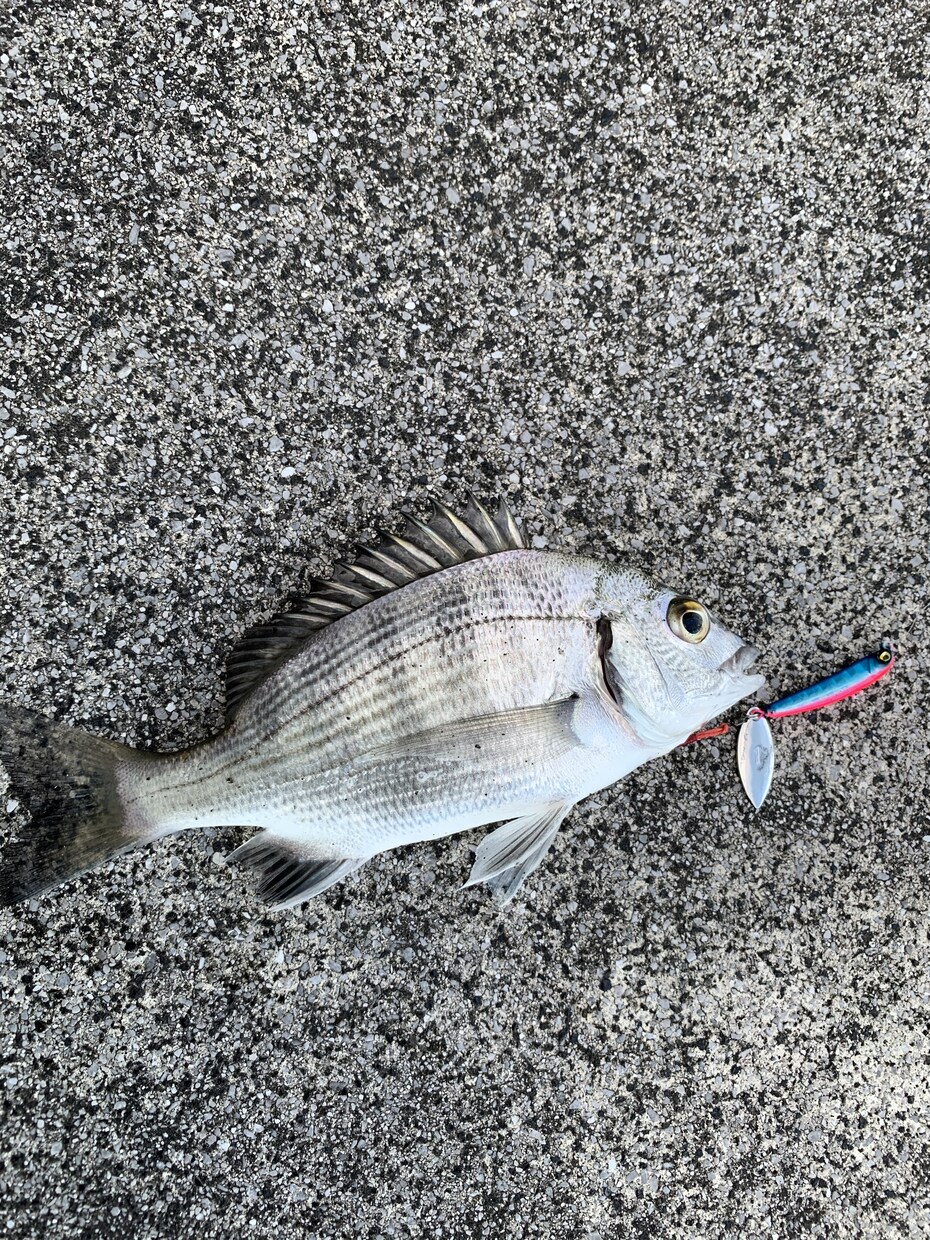 ルアー釣りに興味ある方！仕掛けタックル選び教えます とにかくルアーで釣ってみたい方！ イメージ5