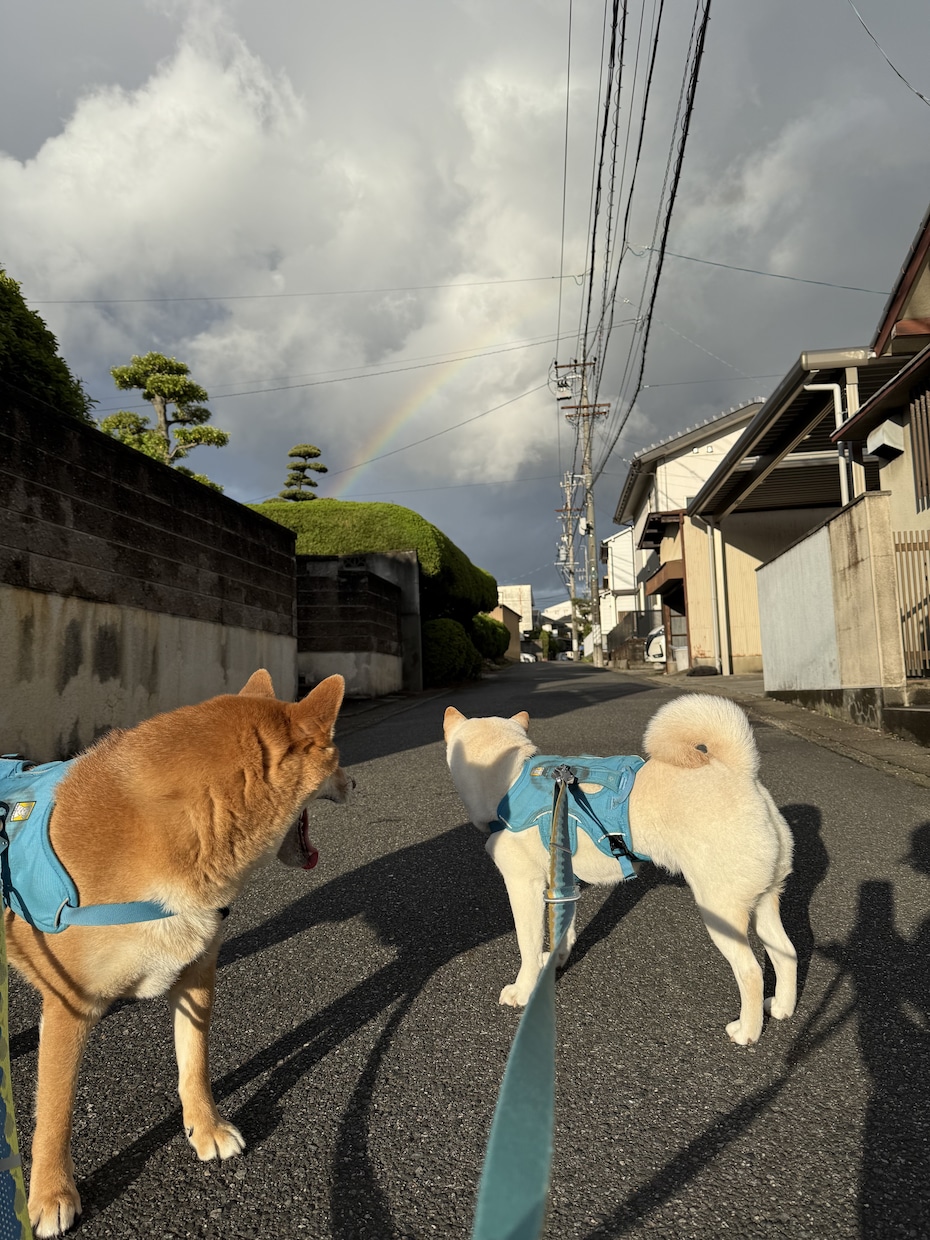 柴犬2匹と暮らすおじさんが話を聞きます クスッと笑える癒しの時間をお届け イメージ4