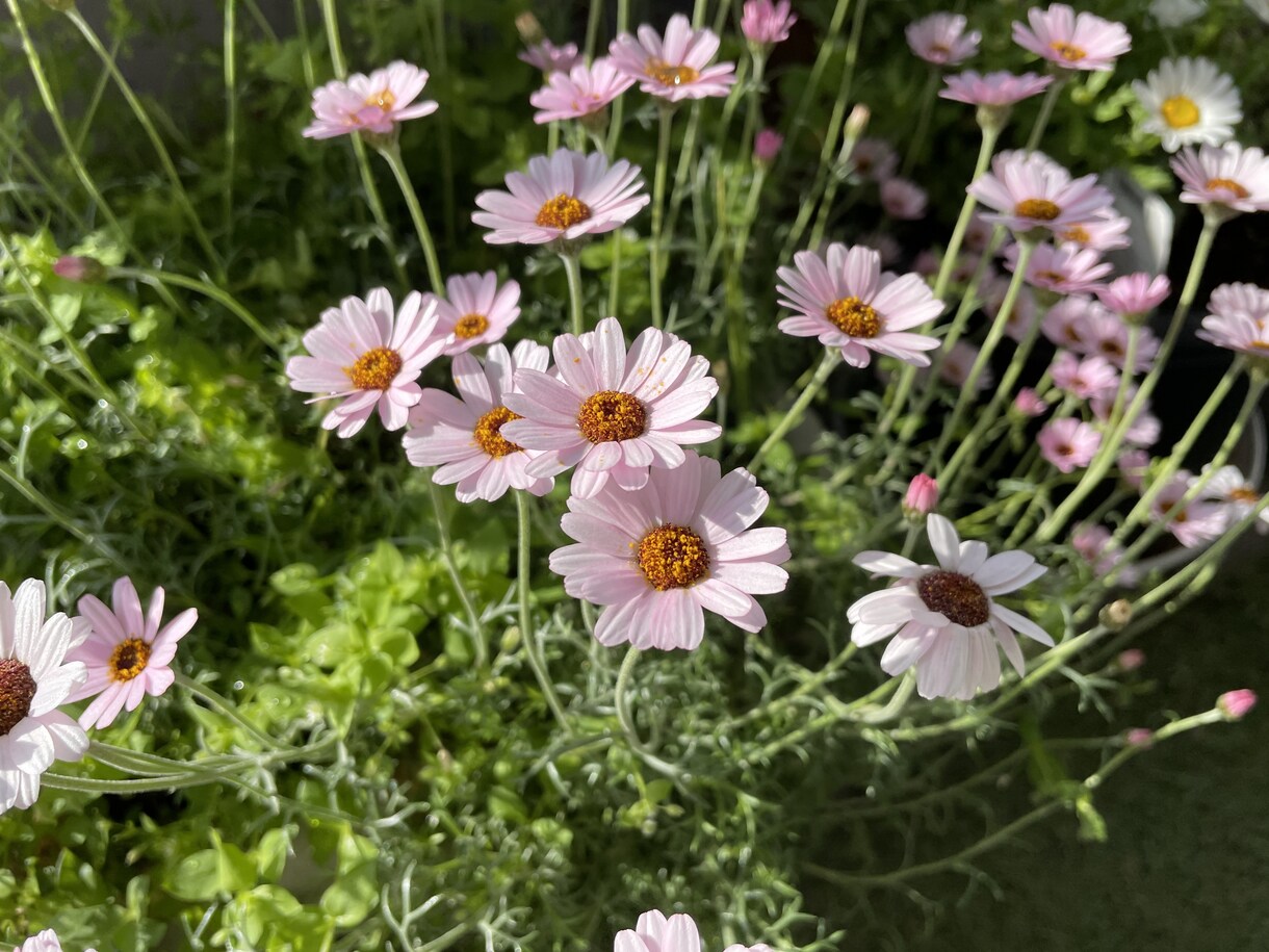 心が疲れた方のお話聞きます ココロの悩みを打ち明けて、いっしょに歩き出そう イメージ1