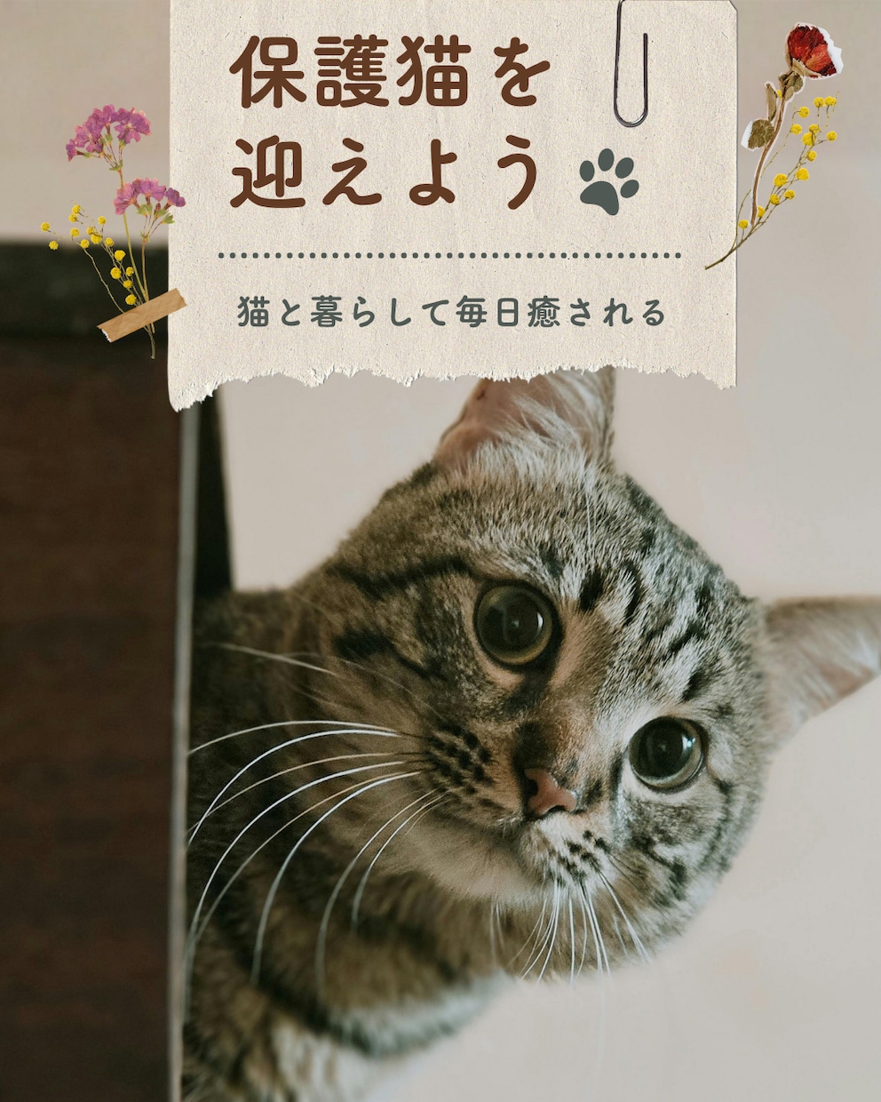 猫instagramの投稿や広告画像制作します ねこに特化！イメージに寄り添い丁寧にデザイン制作いたします！ イメージ9