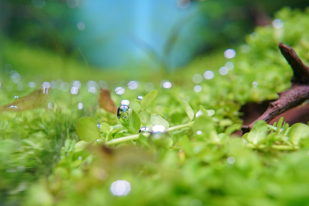 あなたの水槽サポートします お悩み改善、提案まで、1ヶ月間何度でもご相談いただけます。 イメージ2
