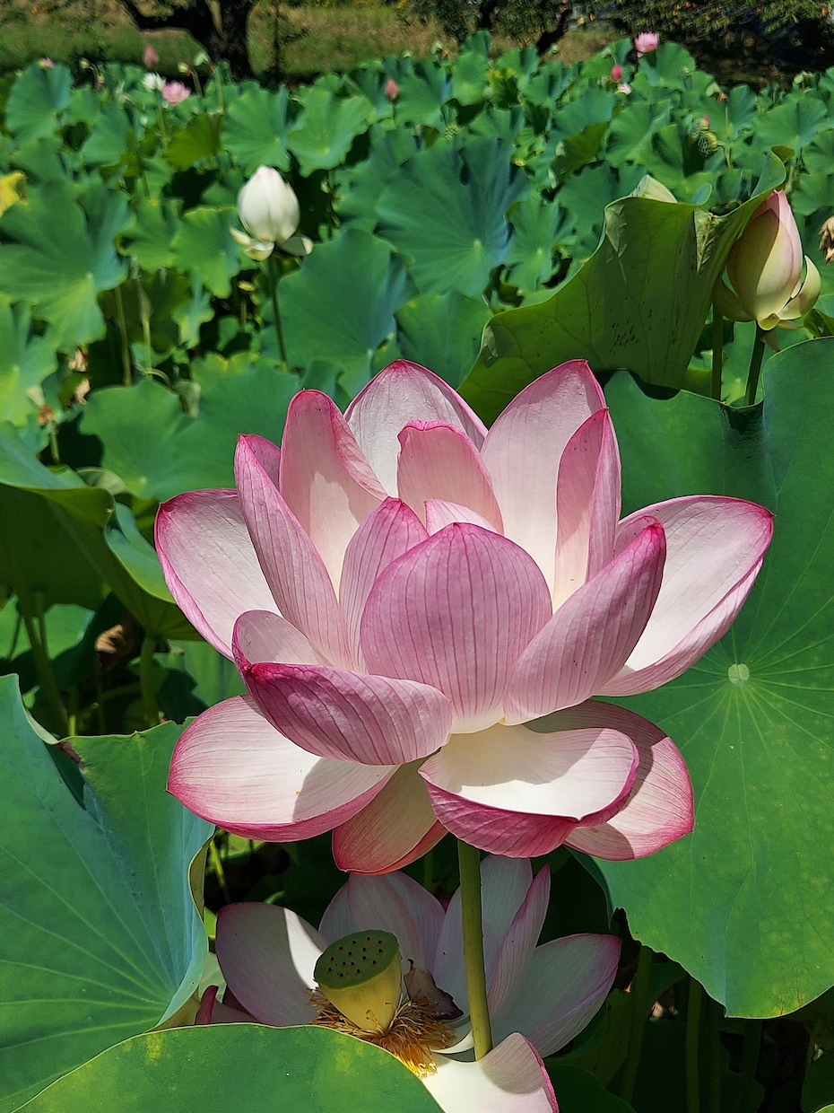復縁して、更にラブラブになるお手伝いいたします 実体験からのお手伝い❤現状をひっくり返して復縁叶えましょう イメージ9