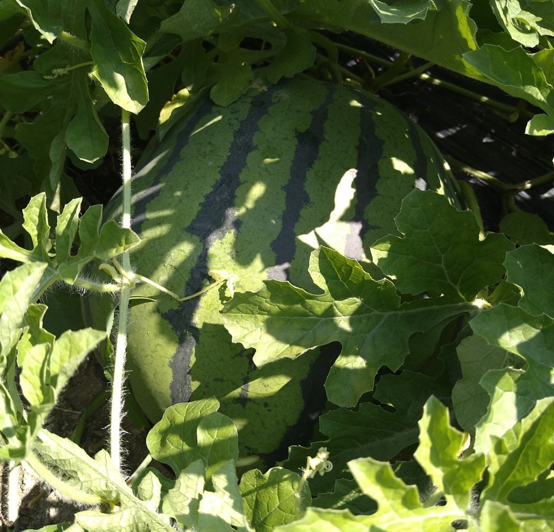 家庭菜園、畑、植木のご相談承ります 野菜、植木農家の経験を活かしサポートします。 イメージ2