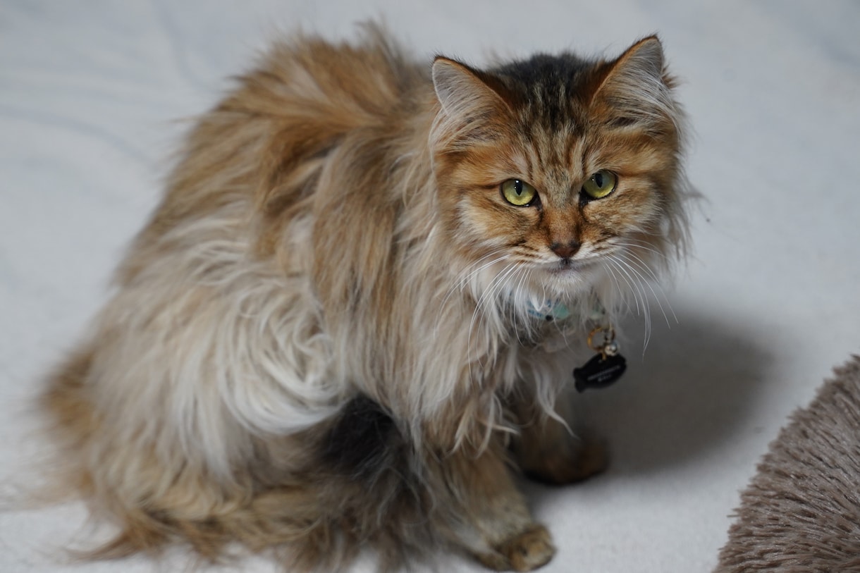 愛犬・愛猫、ペットの思い出を残します 綺麗に可愛くカッコよく、大事な家族を残します。 イメージ3