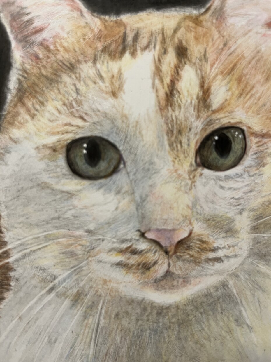 大切なペットの似顔絵描きます 猫のみ色鉛筆で大切な家族の似顔絵を描きます。 イメージ3