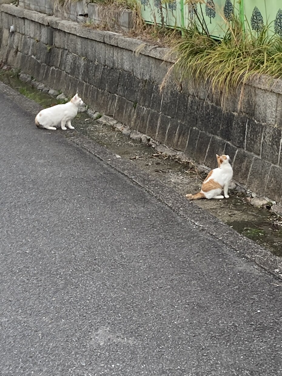 27歳の普通の男がお話し聞きします ゆったりまったりお話ししましょう イメージ3