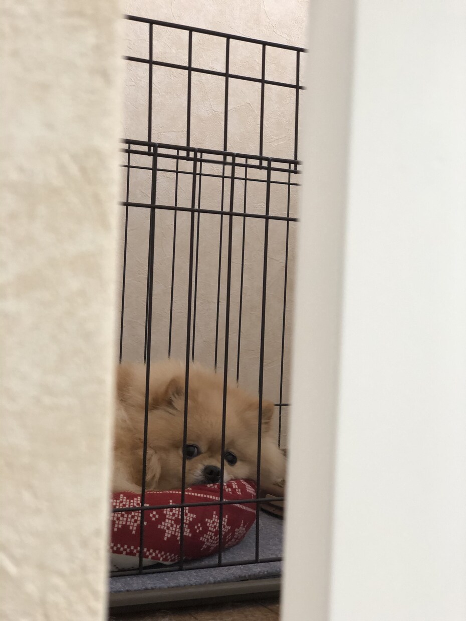 わんちゃん飼えない方ポメラニアンがあなたを癒します 疲れた心をわんちゃん（ポメラニアン）の何気ない行動で癒します イメージ3