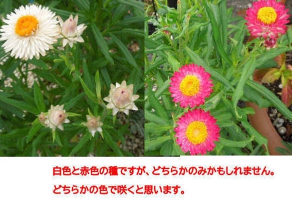 花の種　いろいろ　選べます 自家栽培の種ですが、いろいろあります。 イメージ8