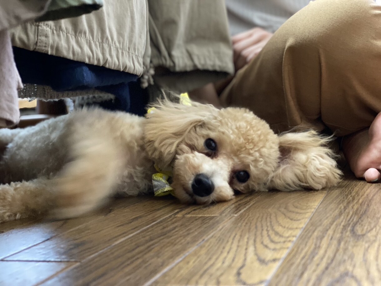 大切なペットがいなくなったあなたに寄り添います あなたの大事な家族が急になくなったら心に穴があいてしまったら イメージ3
